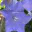 Campanula persicifolia - Pfirsichblttrige Glockenblume